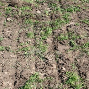 Figure 1. Soil disturbance after disking and interseeding legumes.