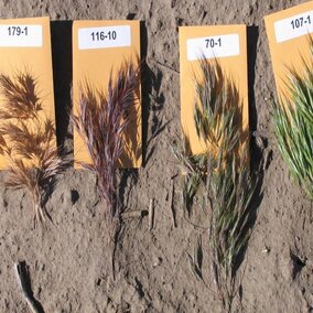 Figure 2. Cheatgrass seed heads (or panicles) as they mature. The panicles on the left are shattering, the second on the left is mature but not shattering, the two on the right are immature.