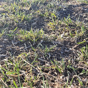 Downy brome, also know as cheatgrass, in a field