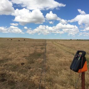 Cattle grazing on cheatgrass and ungrazed rangeland