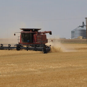 Wheat being combined