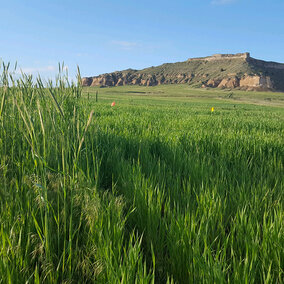 Comparison of two wheat research plots near Scottsbluff. On the left is an untreated control plot with a heavy infestation of downy brome and feral rye. On the right the same population of grassy weeds was treated with Aggressor herbicide, part of the CoAXium Wheat Production System. 