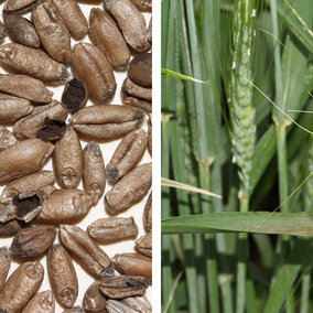 Stinking smut (left) and loose smut of winter wheat