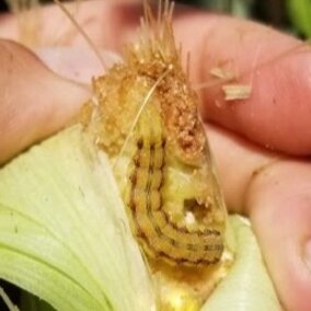Corn earworm larva