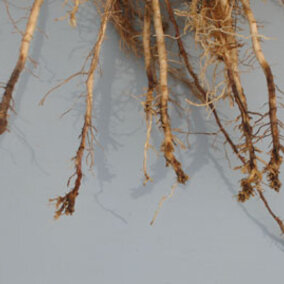 Corn root damage from root-lesion and other nematodes