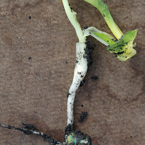 Corn leafing out below the surface