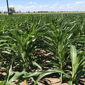 Figure 1. Corn in one of the irrigation research plots at the South Central Agricultural Lab was starting to show signs of stress Wednesday.