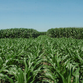 Corn plots 7-9-18