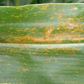 Southern rust on a corn leaf
