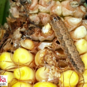 Western bean cutworm in corn
