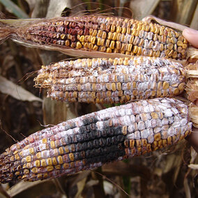 Ear rot diseases on three corn ears.