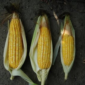 Abnormal corn ears