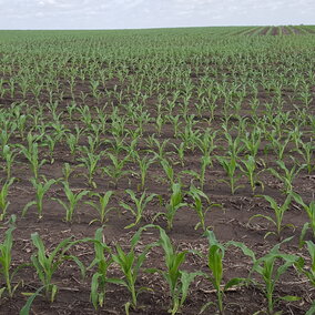 Corn field at V5 in Richardson County May 19.