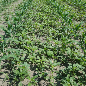 Corn field with severe weed population