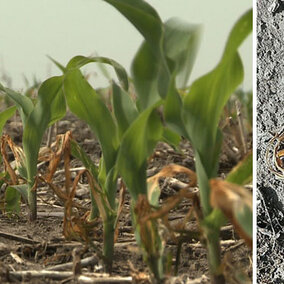 Freeze-damaged corn