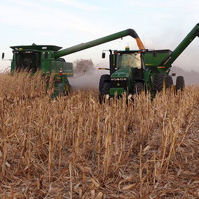 corn harvesting