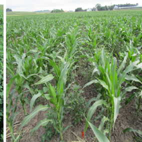 Field photos of the three herbicide treatments tested.