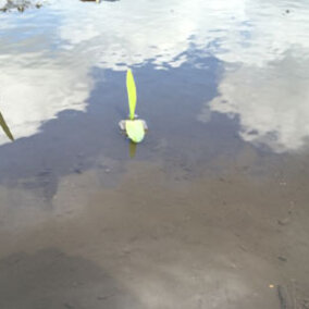 Corn seedlings in flooded field