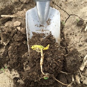 Corn leafing out below ground
