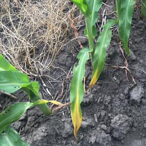 Corn leaves showing signs of nitrogen deficiency