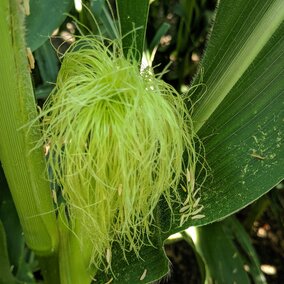 Pollen on leaves and silks in spite of heat