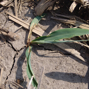 Corn seedling damping off