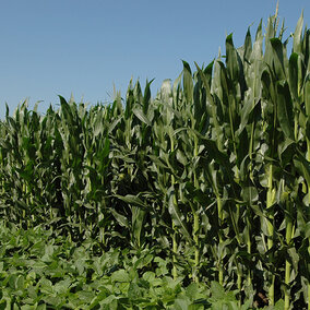 Corn and soybean fields