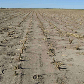 Corn stubble with little residue