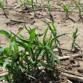 Clump of volunteer corn in corn