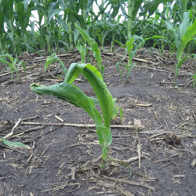 Corn with wrapped leaves in response to hail