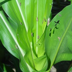 Young grasshoppers in corn