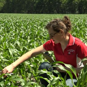 Nebraska Extension Educator Laura Thompson scouting a corn field