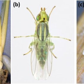 Wheat stem maggot