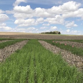 Cover crops