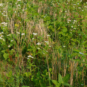 Cover crop plots