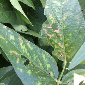 Soybean leaves with disease symptoms