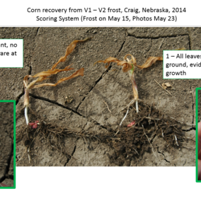 Photos illustrating two points in rating system used to evaluate freeze damage to seedling corn. These show corn recovery from frost at V1-V2 growth stage in 2014 near Craig