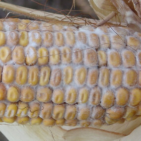 Diplodia fungus on a corn ear