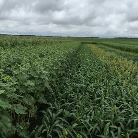 field of peas