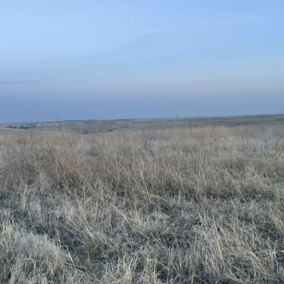 Dry grassland under a pale blue sky, with power lines stretching across the horizon.