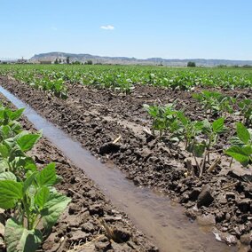 Field of dry beans