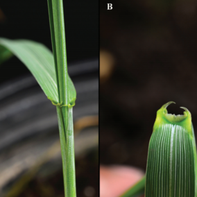 Auricles of Canada wildrye