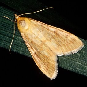 ECB adult female