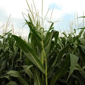 Modern corn hybrids, shown here, differ significantly from hybrids of 50 years ago.