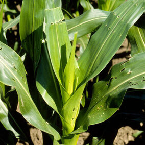 European corn borer 