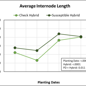 Graph showing the effects of four planting dates and two hybrids on plate internode length.