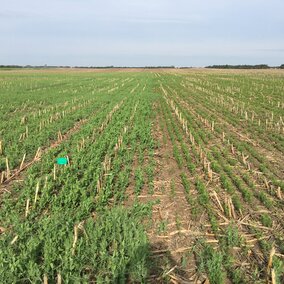 Plots of field peas and chick peas studied as possible alternatives to fallow in more arid production areas.