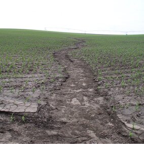 Ephermeral gully in a corn field.