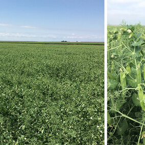 Field of field peas