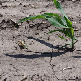 Corn seedling damage